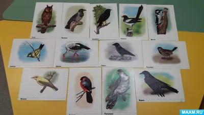 1 апреля день птиц совы 57 картинок
