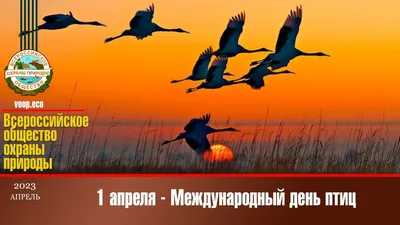 1 апреля- Международный День птиц! | МБДОУ МО Г.КРАСНОДАР "ДЕТСКИЙ САД №  103"