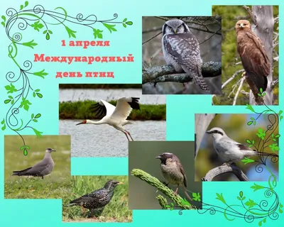 Сегодня, 1 апреля, отмечается Международный день птиц — СампоТВ 360°