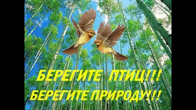 Международный день птиц: 10 удивительных фактов о пернатых 🕊 | Детский мир  | Дзен