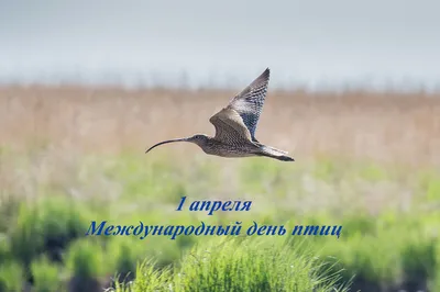 1 апреля. Двойной праздник: Международный день птиц и День смеха /  Централизованная библиотечная система Канавинского района