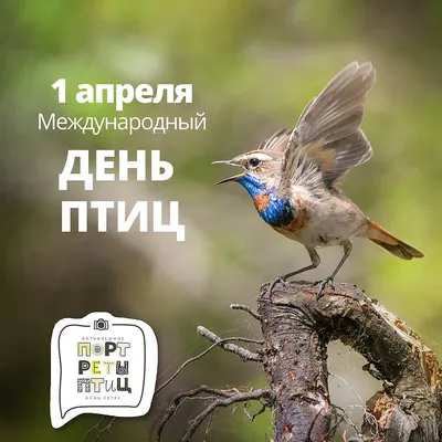 Ежегодно 1 апреля отмечается Международный день птиц. | Русское  географическое общество
