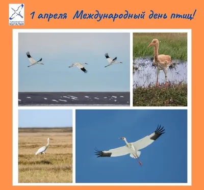 Международный день птиц