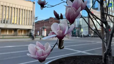 1 марта 🍃🏵️🌿 день Бабушек! | Праздничные открытки, Открытки, Картинки