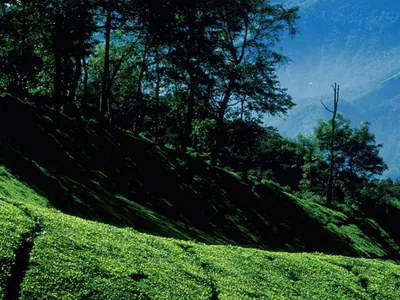 Munnar, Hill station, Idukki, Kerala, India