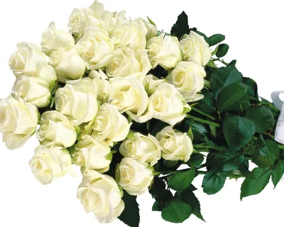 Обои 1280x1024. Белые розы. Цветы большие картинки на рабочий стол и обои.