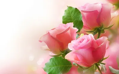 Обои на рабочий стол Розовые яблоневые цветы, обои для рабочего стола,  скачать обои, обои бесплатно