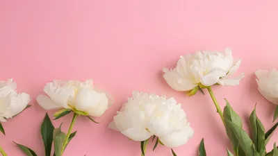 Фото цветок Хризантемы 1366x768
