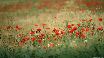 Pictures Tulips Pink color Fields Flowers 1366x768