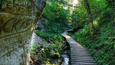 Greenery Forest Nature Path With Sunbeam 4K HD Nature Wallpapers | HD  Wallpapers | ID #43443