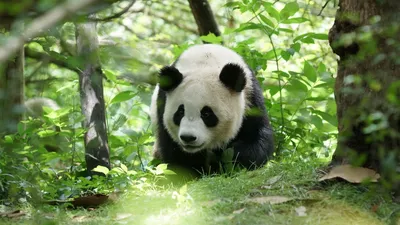 Скачать 1920x1080 панда, животное, дикая природа обои, картинки full hd,  hdtv, fhd, 1080p