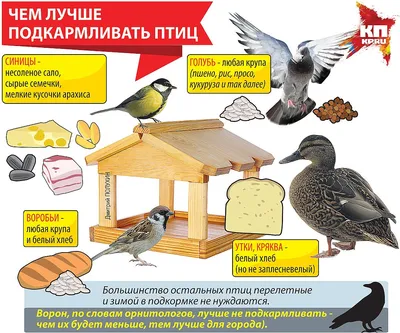 2 класс тема покормите птиц картинки