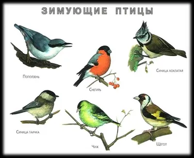 Покормите птиц зимой — Дополнительное образование детей Тамбовской области