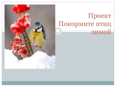 Дети изготовили более 150 кормушек в рамках акции "Покормите птиц зимой" |  Новости | Краснотурьинск.инфо