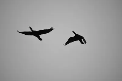 Бесплатные Птица летит 2 стоковые фотографии | FreeImages