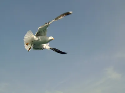Белые птицы в небе - фото и картинки: 92 штук