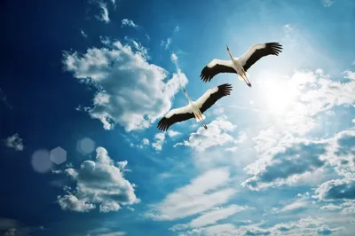 Ежи полетели №2 Ежики летят в небе» — создано в Шедевруме