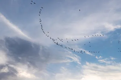 Стая птиц летит на юг против облачного неба | Премиум Фото