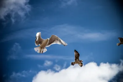 Картина на холсте "Птица летит в небе на фоне радуги" 60x80 см.  Интерьерная, на стену. - купить по низкой цене в интернет-магазине OZON  (893151007)