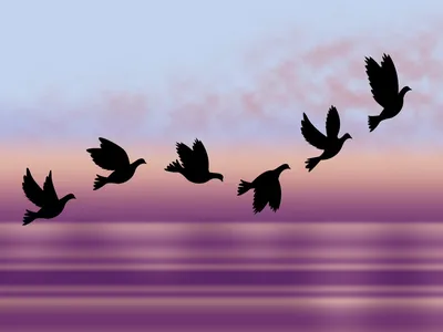 Лебедь-шипун cygnus olor две птицы летят в голубом небе | Премиум Фото