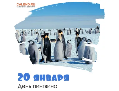 20 января — День пингвина / Открытка дня / Журнал 
