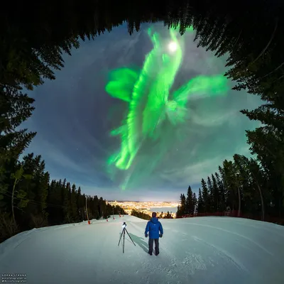 APOD: 2022 March 22 - A Whale of an Aurora over Swedish Forest