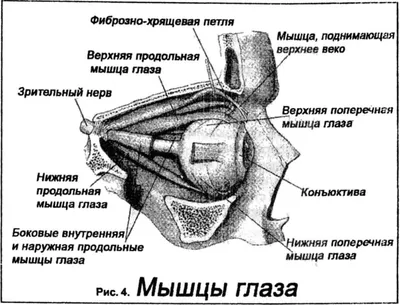 Корректор Зрения – программа для улучшения зрения