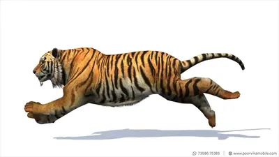 Teaching Resources: Google's 3D Animals