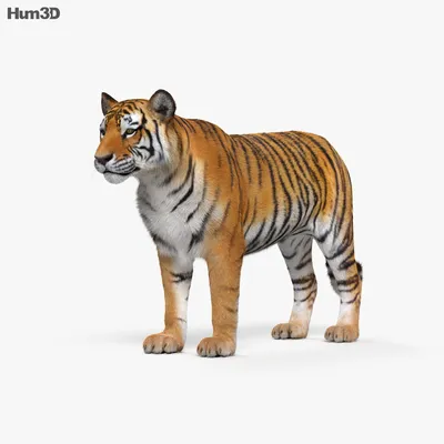 Animated Tiger 3D model - Download Animals on 