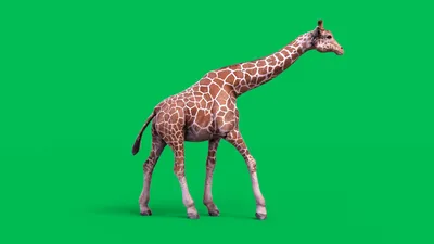 How to View Google's 3D Animals and Go on a Virtual Safari