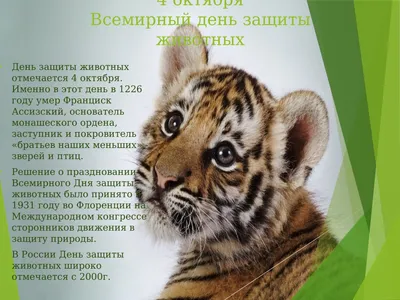 Человек, помоги мне!»: ко Всемирному Дню защиты животных 4 октября » МБУК  «Библионика» - городские библиотеки Великого Новгорода