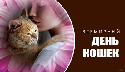 Пушистые домоседы... 8 августа Всемирный день кошек... Музыка Сергея  Чекалина - YouTube