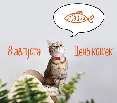 С Днем Кошек и Котов. Красивое Поздравление Открытка для Друзей.  Международный День Кошек 8 Августа - YouTube