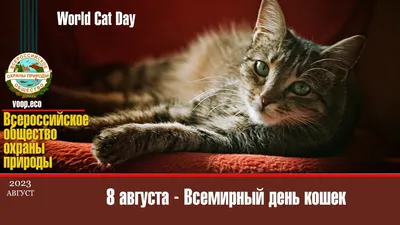 8 августа – Всемирный день кошек | ВООП