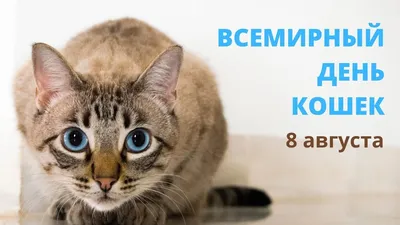 8 августа - Всемирный День кошек! | Страница 4