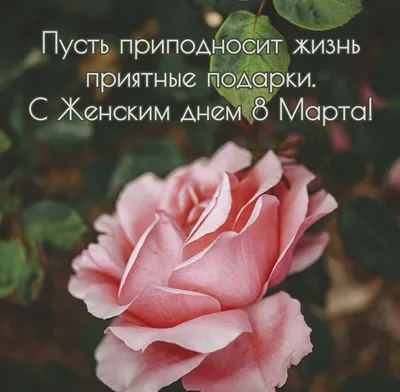 В 2 Открытки Открытка Поздравляю 8 Марта Художник Вачугов 1978 г Алма-Ата  ГЖИ Розы подпис. – на сайте для коллекционеров VIOLITY | Купить в Украине:  Киеве, Харькове, Львове, Одессе, Житомире