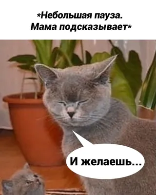 Шутки, юмор и смешные картинки про  »  - Русский  развлекательный портал
