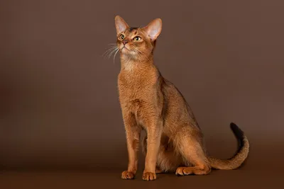Абиссинская кошка — Википедия