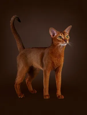 Абиссинская кошка: фото, характер, как выглядит, описание и особенности  породы