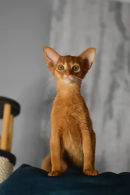 Абиссинская кошка | Коты и Кошатники Вики | Fandom