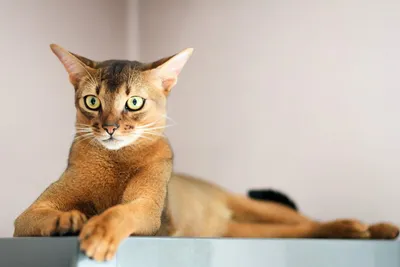Абиссинка - кошка-компаньон» — создано в Шедевруме