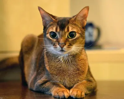 Абиссинская кошка, abyssinian cat