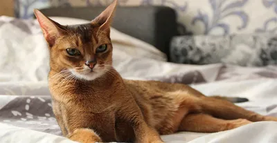 Абиссинская кошка - порода, фото и характер | Окрасы и стандарты | Pet-Yes