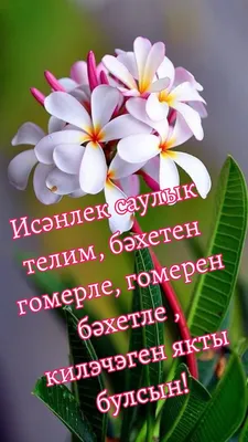 Открытки и картинки Тётя Адель, с Днём Рождения!