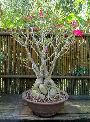 Desert Rose – Everything You Need to Know! – Planet Desert