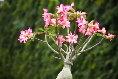 Adenium (Desert Rose) 'Carnation' - Tropics @Home