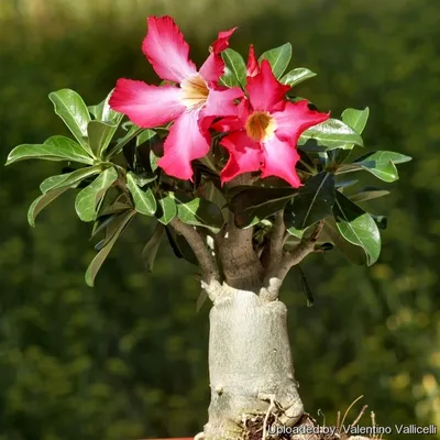 Adenium obesum - Wikipedia