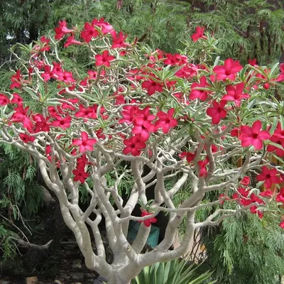 Adenium obesum 740F | Rare plants CactusMania