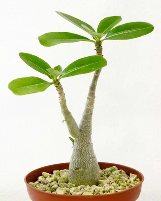 Adenium Rosy 216 – veliyathgardens