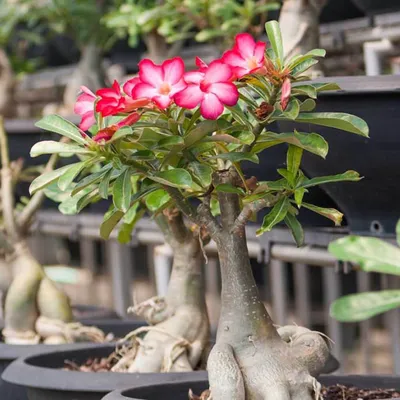 Adenium somalense 'Anaconda' (Desert Rose) / 5 seeds - UnusualSeeds